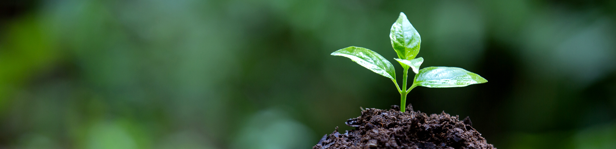 Compromiso medioambiental